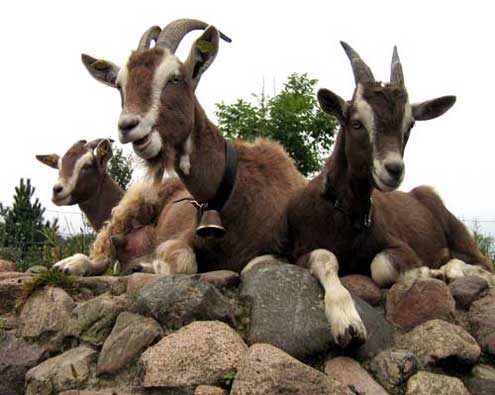 Im Auslauf vor dem Ziegenstall | Wiki für Milchziegen