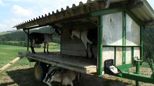 weidewagen