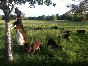 Ziegenherde unter Birke