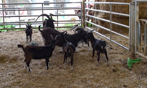 Bocksgruppe