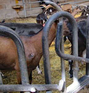 Eiserne Fressfanggitter und Schulterwunde