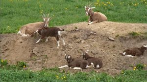 Erdhügel als Ruheplatz