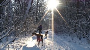 zwei Ziegen in verschneitem Wald