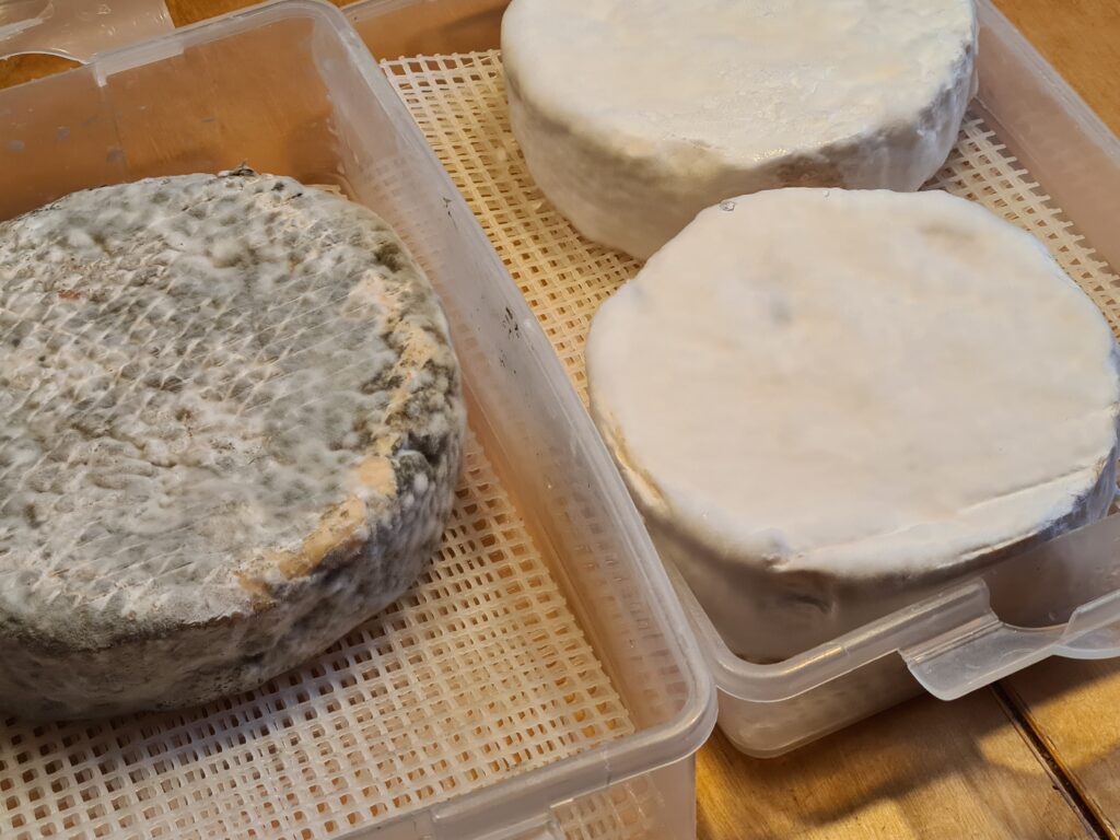 Weisschimmel- und Blauschimmelkäse
